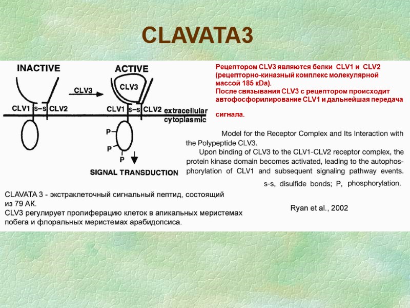 CLAVATA3 Рецептором CLV3 являются белки  CLV1 и  CLV2  (рецепторно-киназный комплекс молекулярной